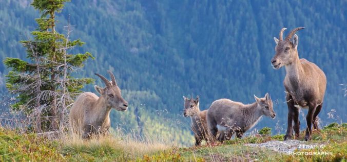 Cabra ibex family on Le Brevent