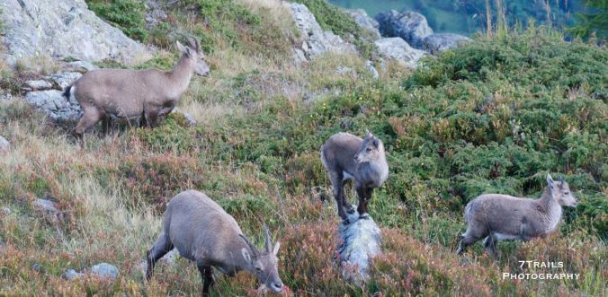 Cabra ibex family on the Aiguilles Rouges